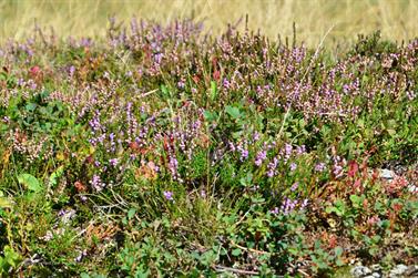 2020 09 10 Körbersee,_DSE_7747_b_488px